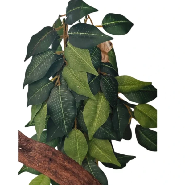 274.webp Roślina Ficus - EXO TERRA