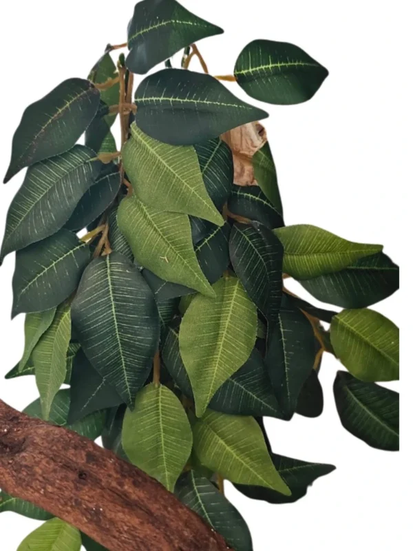 274.webp Roślina Ficus - EXO TERRA