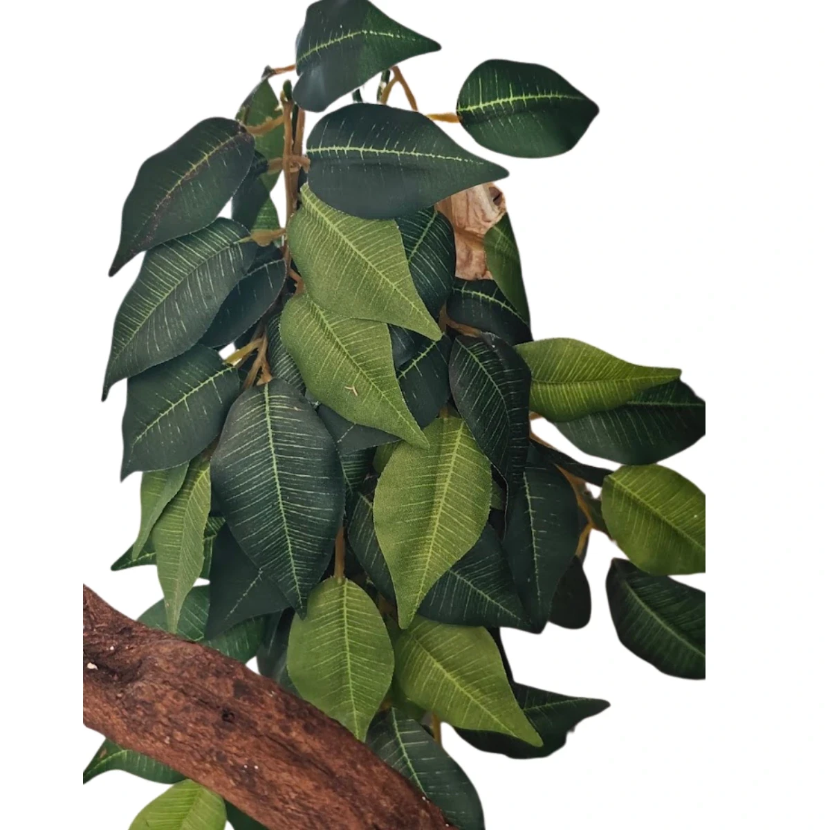 Roślina Ficus – EXO TERRA