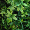 354.png ZooMed Roślina sztuczna Congo Ivy