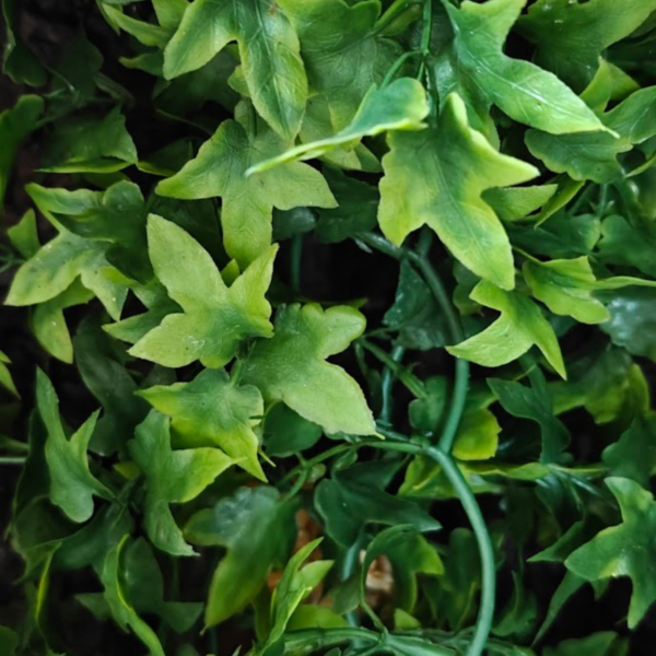354.png ZooMed Roślina sztuczna Congo Ivy