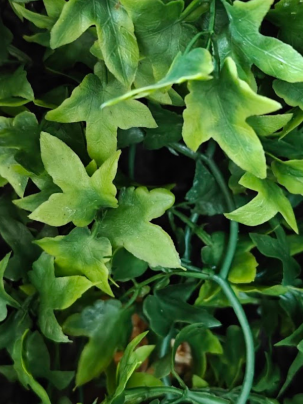 354.png ZooMed Roślina sztuczna Congo Ivy