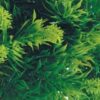 356.jpg ZooMed Roślina sztuczna MALAYSIAN FERN