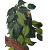 451.webp Roślina Ficus - EXO TERRA