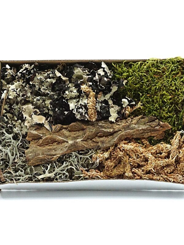 BioSet Tropical – zestaw detailingowy do terrarium wilgotnych