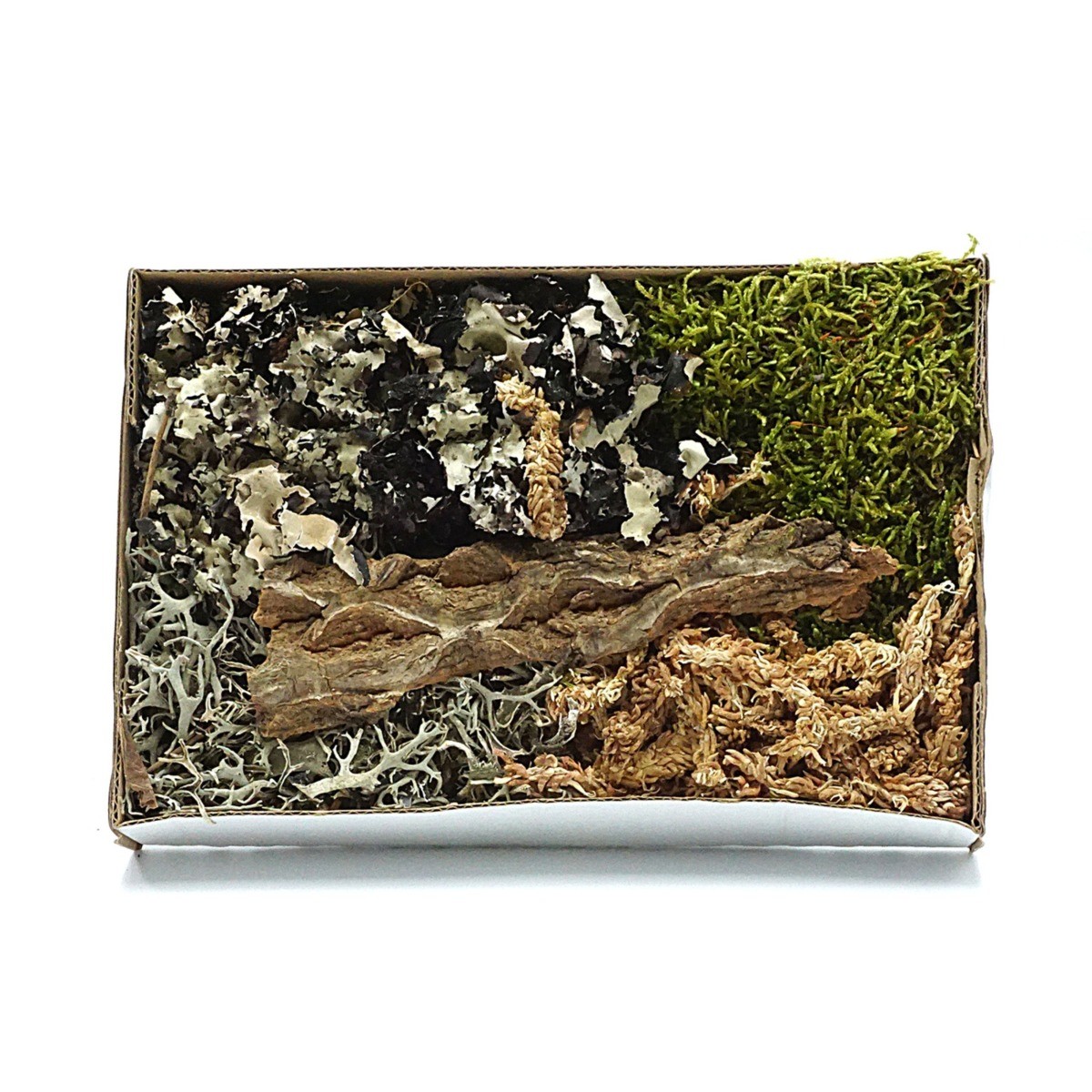 BioSet Tropical – zestaw detailingowy do terrarium wilgotnych