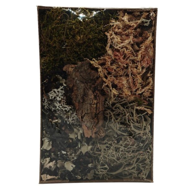 525.jpg BioSet Tropical – zestaw detailingowy do terrarium wilgotnych
