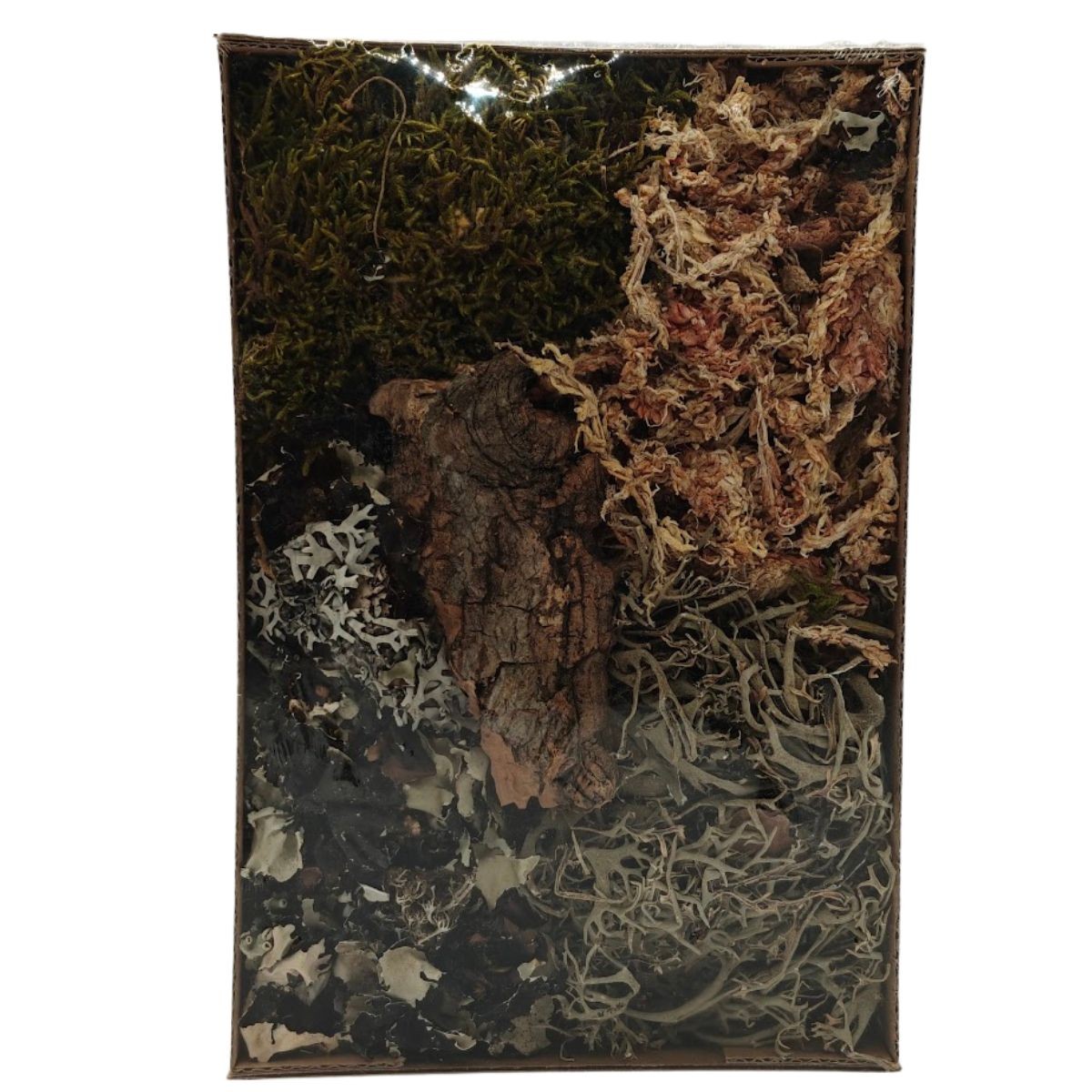 BioSet Tropical – zestaw detailingowy do terrarium wilgotnych