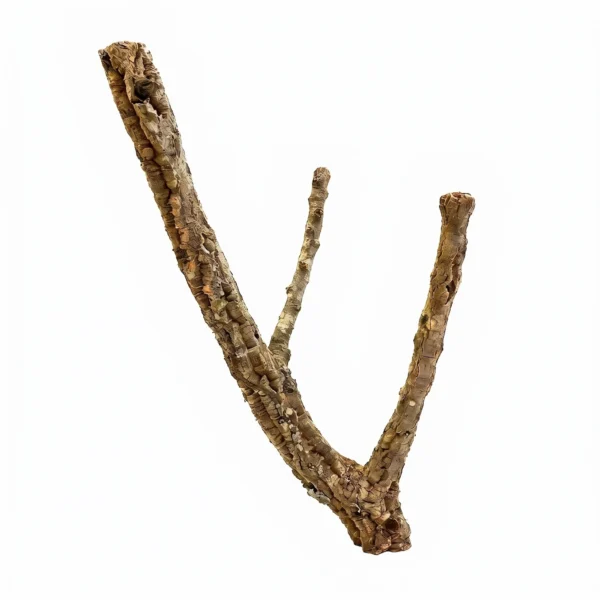 552.webp BioCork - gałąź korkowa dębu korkowego S -40cm