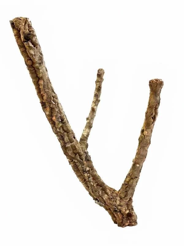 BioCork - gałąź korkowa dębu korkowego S -40cm