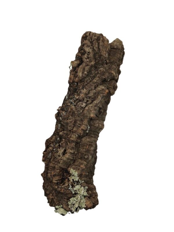 564.jpg BioCork Tuba korkowa XS - średnica około 4