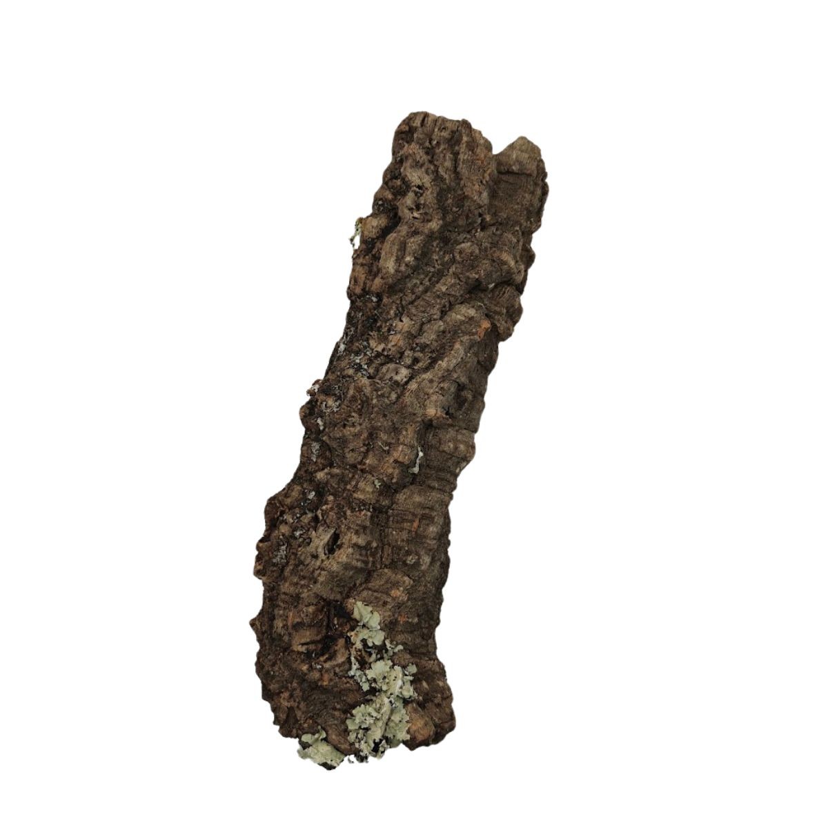 Naturalna tuba korkowa do terrarium – rozmiary XS–XL