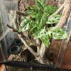 567.jpg BioCork - gałąź korkowa dębu korkowego S -40cm