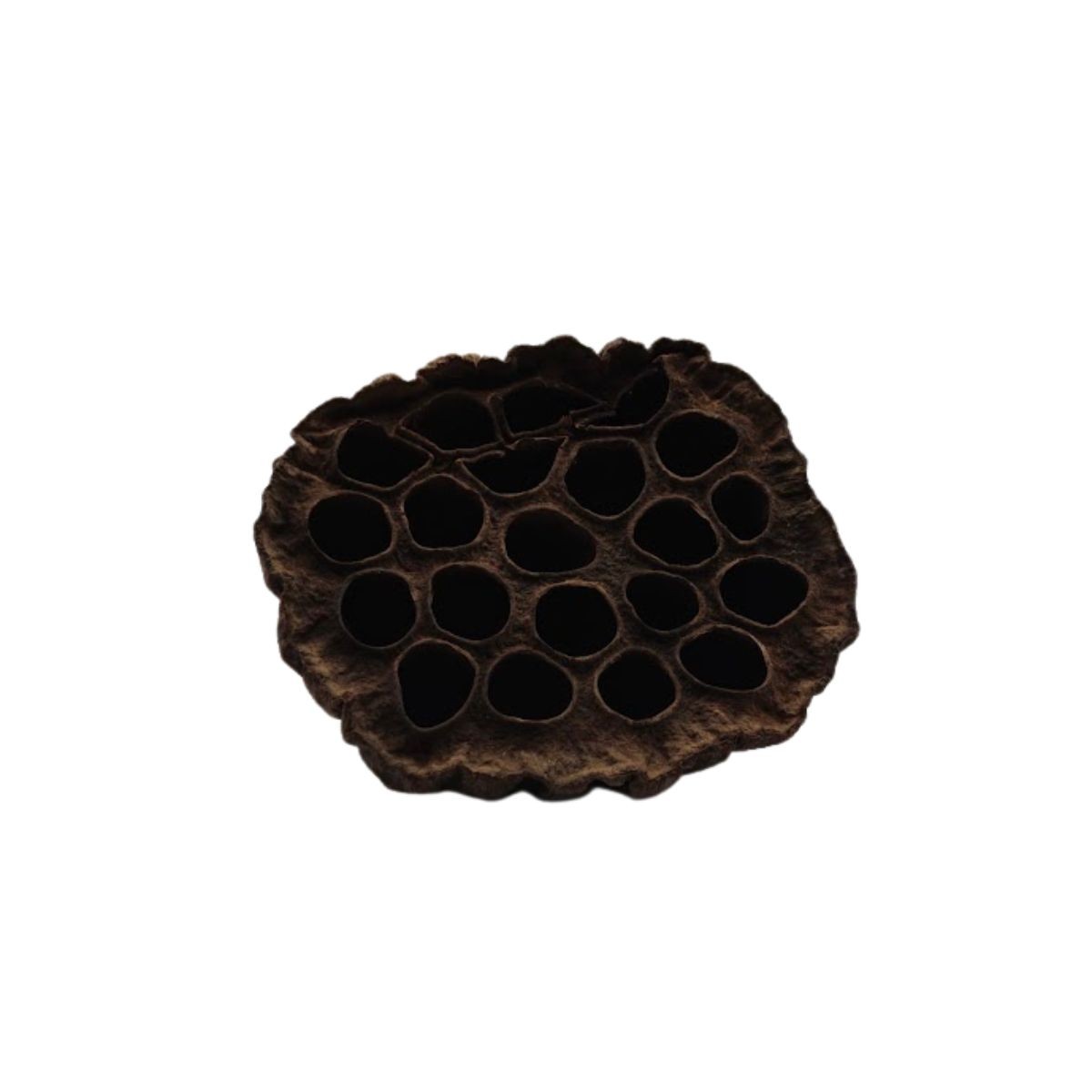 Lotos suszony ok.6-8cm