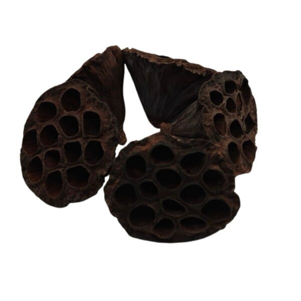 574.jpg Lotos suszony ok.6-8cm