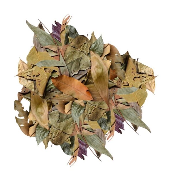 584.jpg BioThai Mix – liście z Tajlandii do terrarium 20g