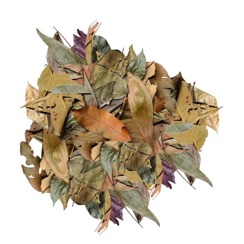 BioThai Mix – liście z Tajlandii do terrarium 20g