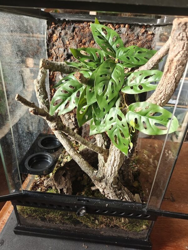 605.jpg Zestaw do Urządzenia Terrarium dla Młodego Gekona z terrarium