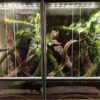 606.jpg Zestaw do Urządzenia Terrarium dla Młodego Gekona z terrarium