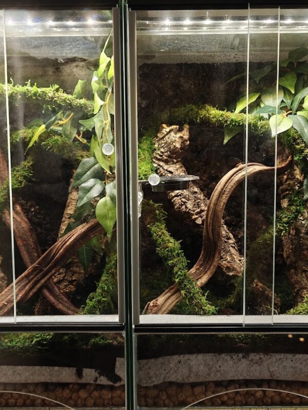 Zestaw do Urządzenia Terrarium dla Młodego Gekona z terrarium