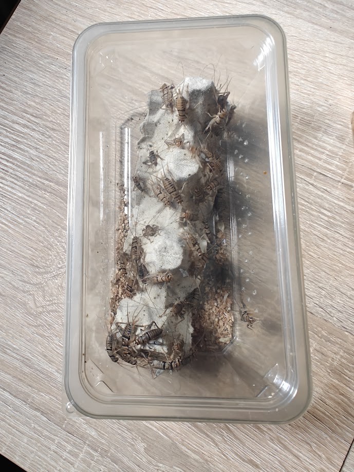 Świerszcz bananowy – żywy pokarm (odbiór osobisty, Warszawa)