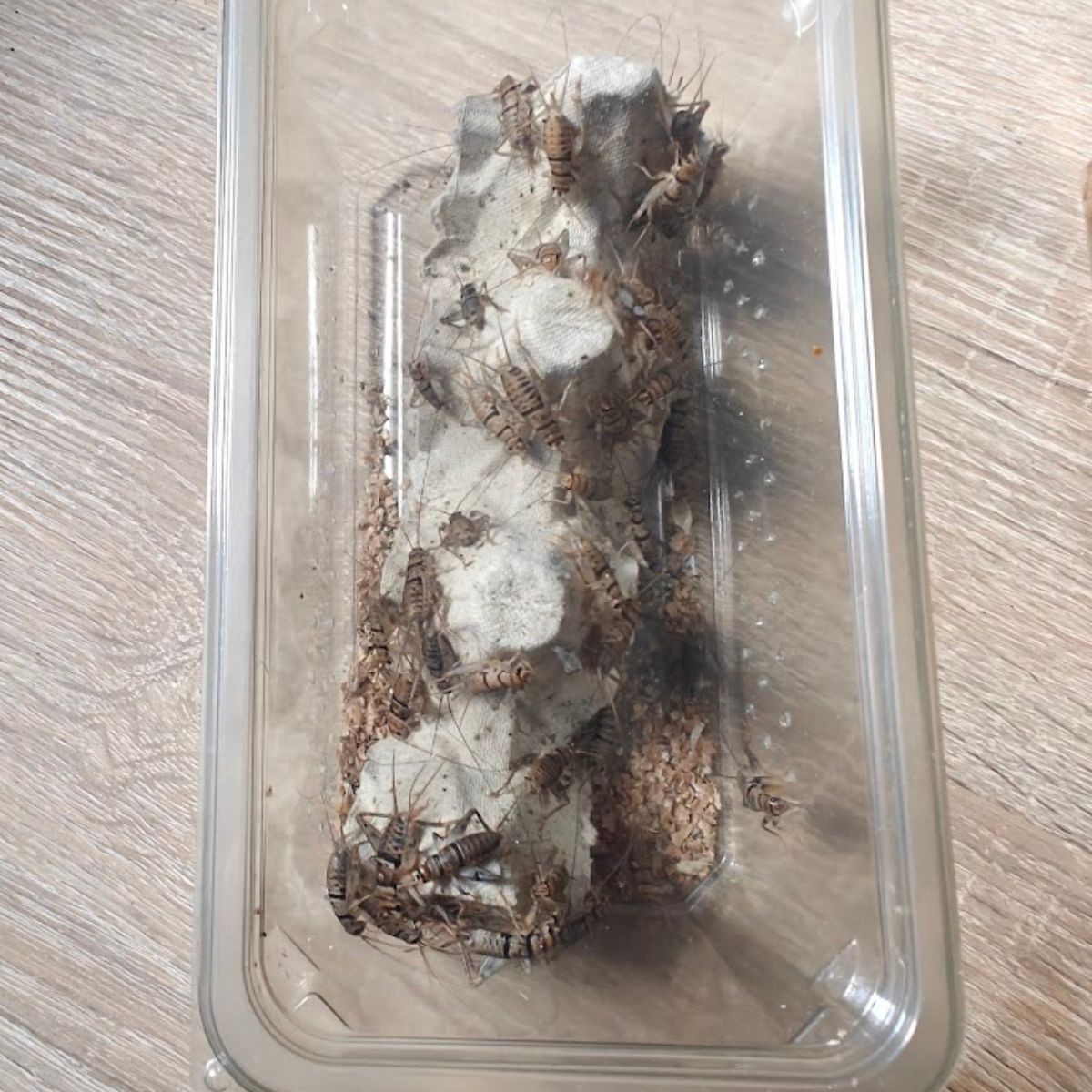 Świerszcz bananowy – żywy pokarm (odbiór osobisty, Warszawa)