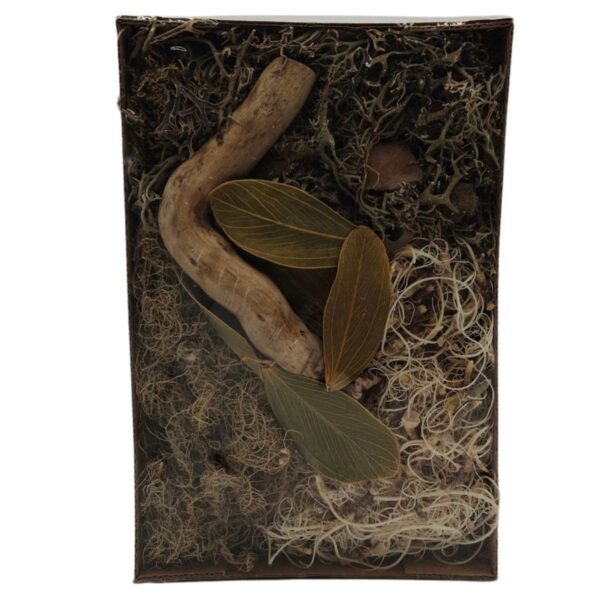 BioSet Desert – zestaw detailingowy do terrarium suchego