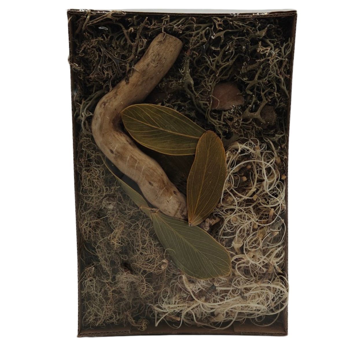 BioSet Desert – zestaw detailingowy do terrarium suchego