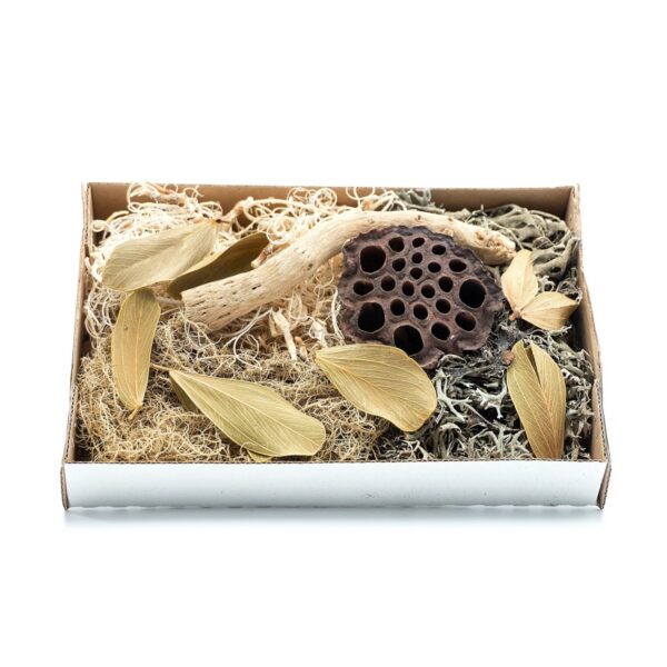 BioSet Desert – zestaw detailingowy do terrarium suchego