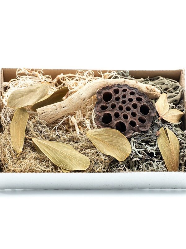 BioSet Desert – zestaw detailingowy do terrarium suchego