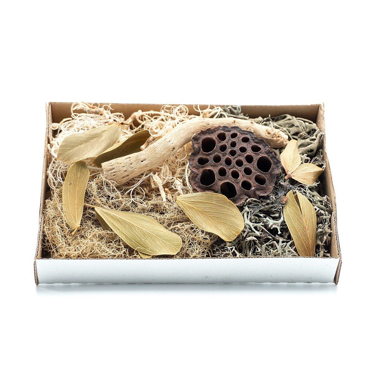 BioSet Desert – zestaw detailingowy do terrarium suchego