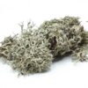 BioGrey Lichen - Porost szary 25g