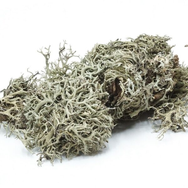 582.jpg BioGrey Lichen - Porost szary 25g