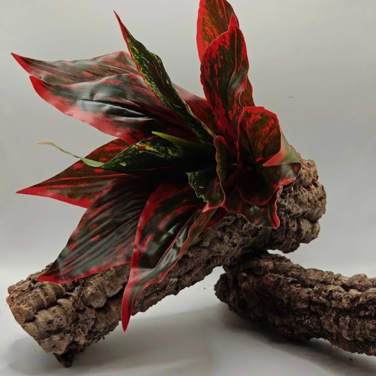 Sztuczna roślina Aglaonema czerwona – ok. 32 × 28 cm