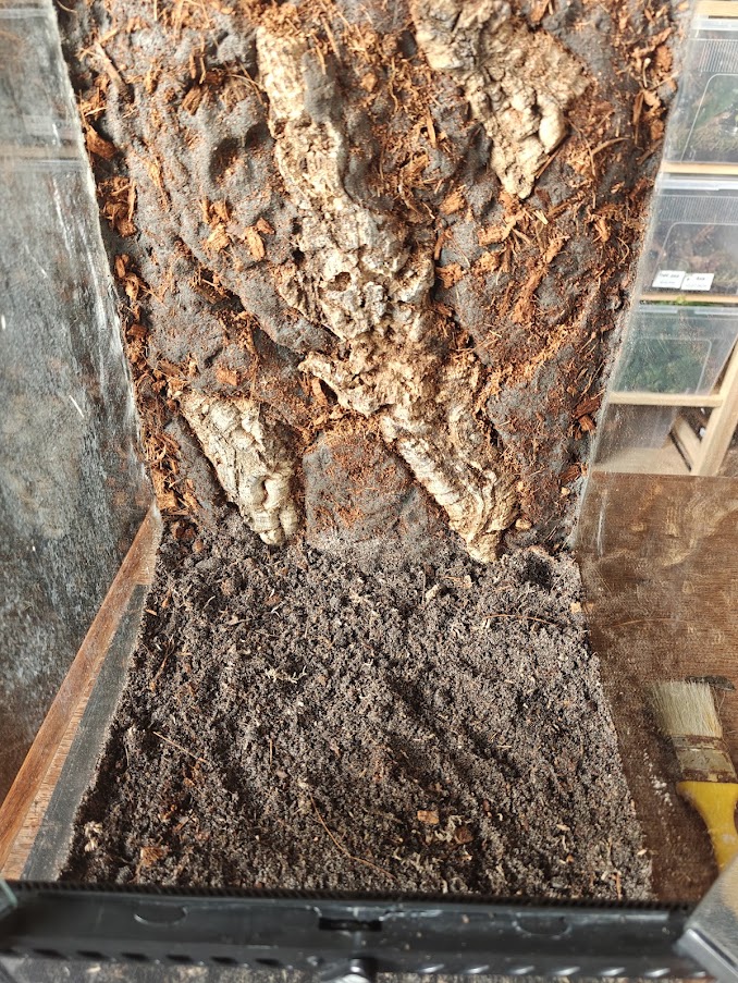 Terrarium urządzone dla gekona orzęsionego 40×40×60 cm — gotowe, z karmą na start