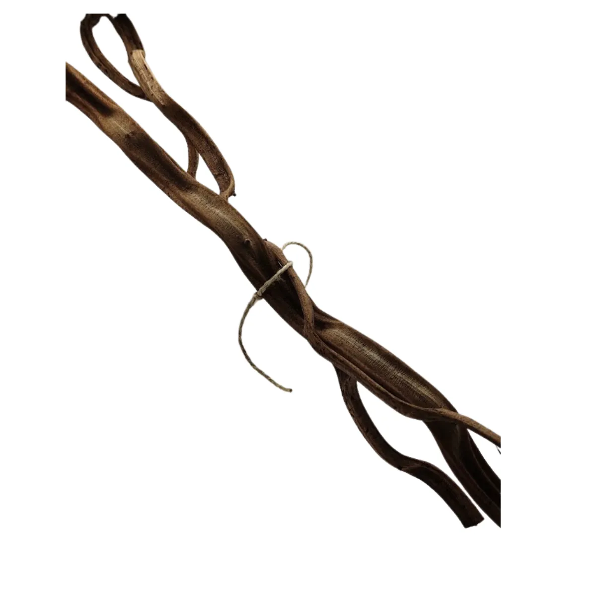 BioThai – liana z Tajlandii do terrarium 50 cm