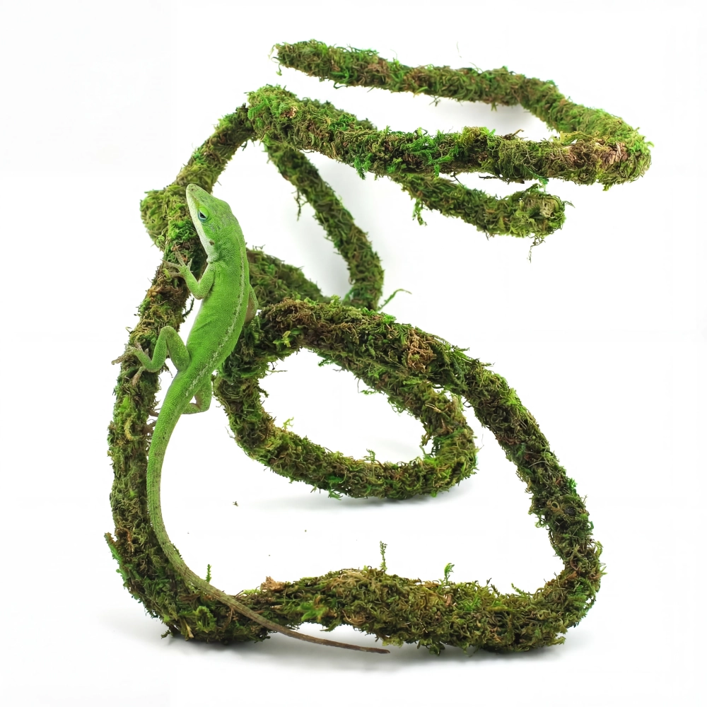 BioBranch Green Moss – liana z mchem 200 cm do terrarium