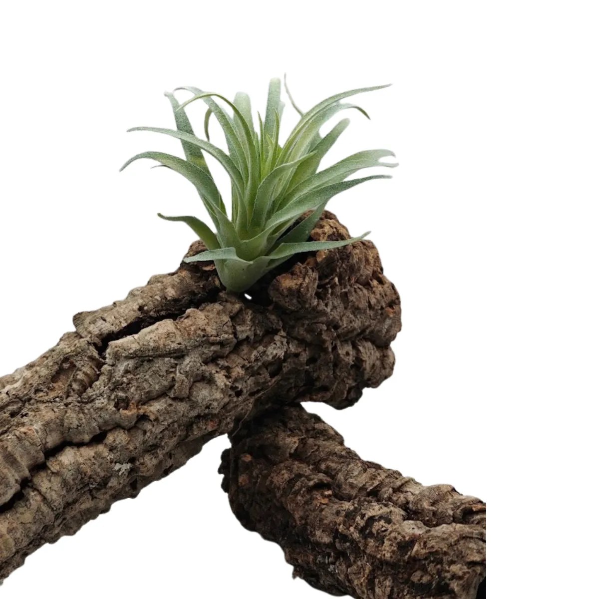 Sztuczny sukulent do terrarium – zielony, ok. 15 × 12 cm