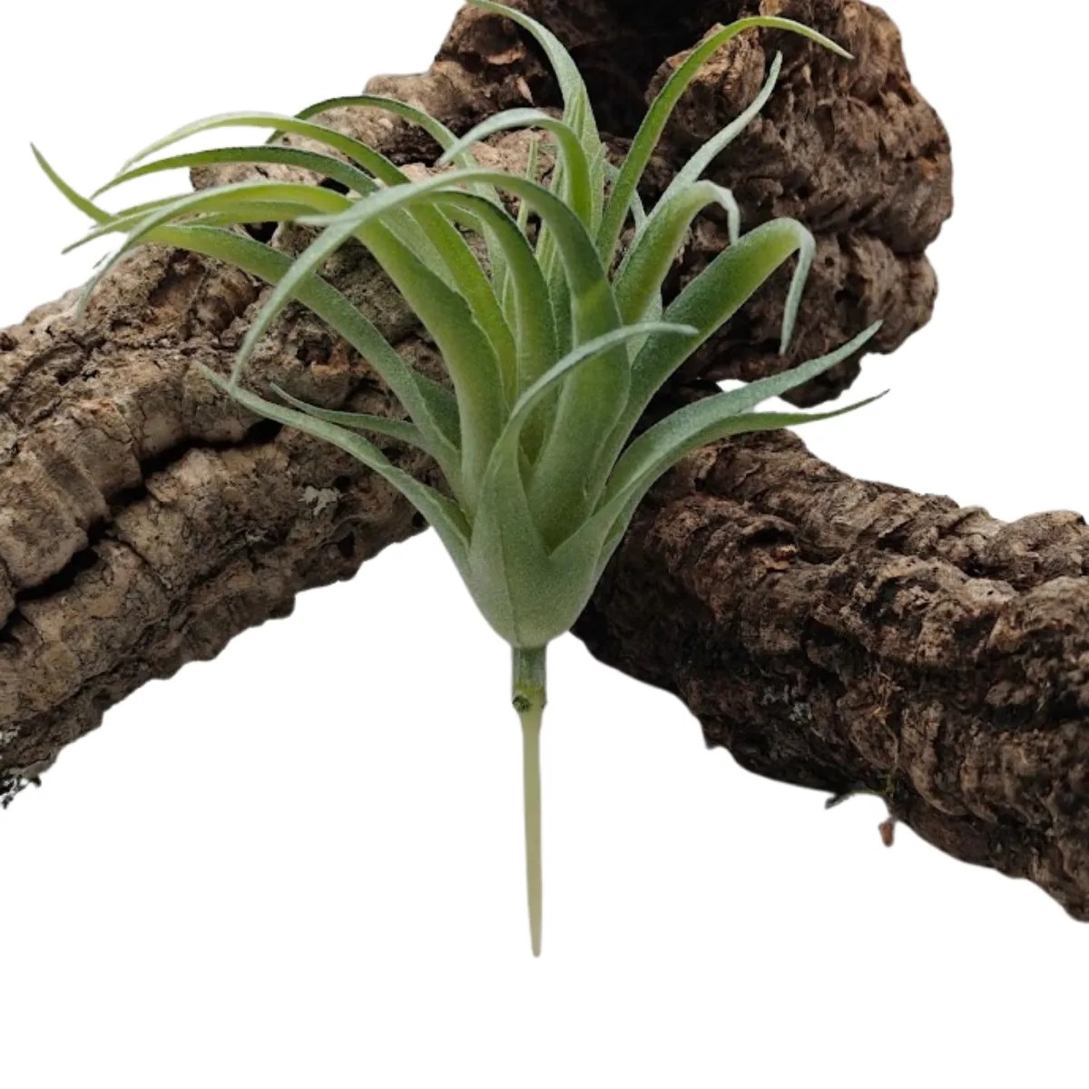 Sztuczny sukulent do terrarium – zielony, ok. 15 × 12 cm na korku