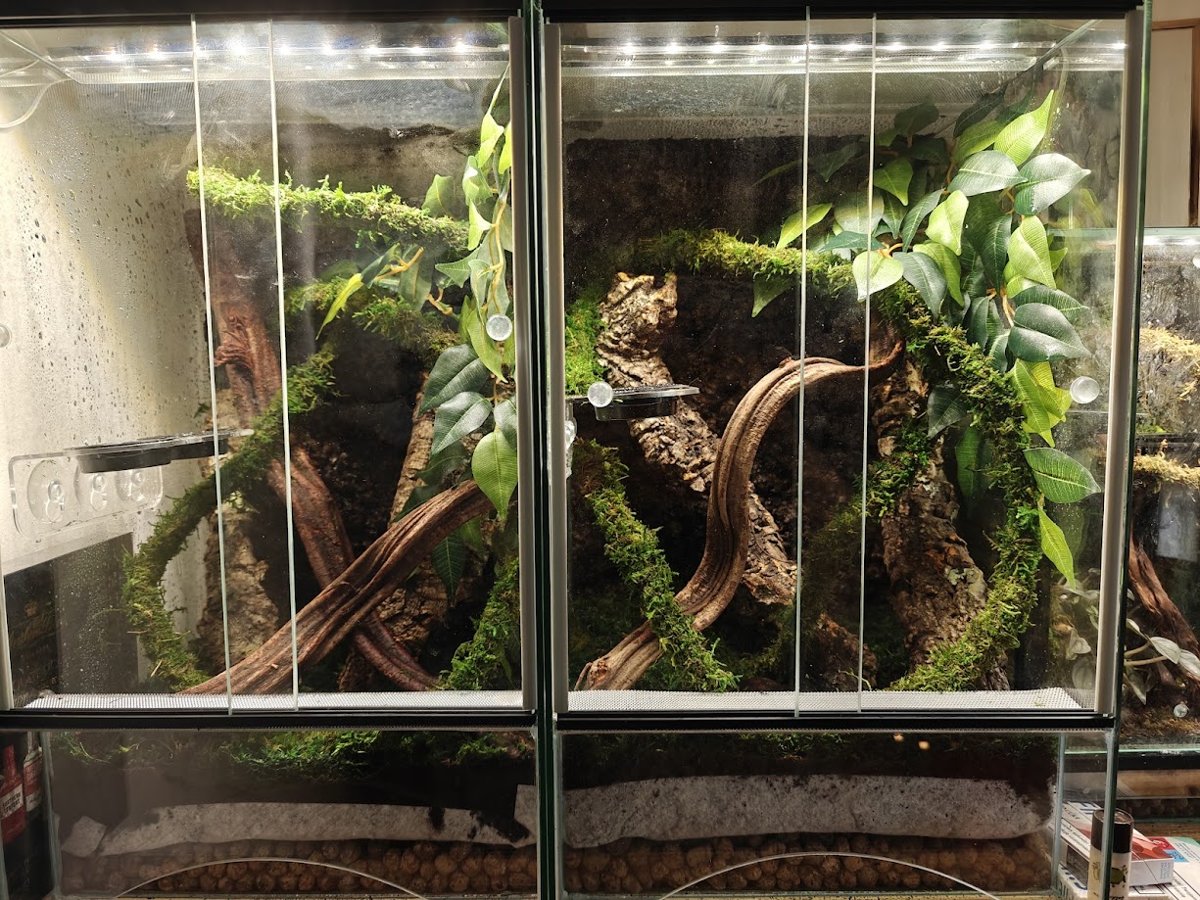 Zestaw do terrarium tropikalnego 40×40×60 cm dla gekona orzęsionego