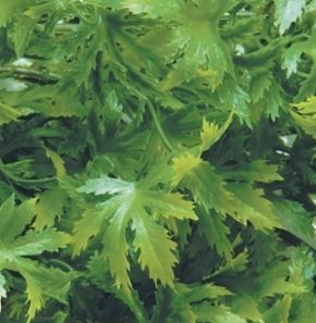 ZooMed Roślina sztuczna Cannabis